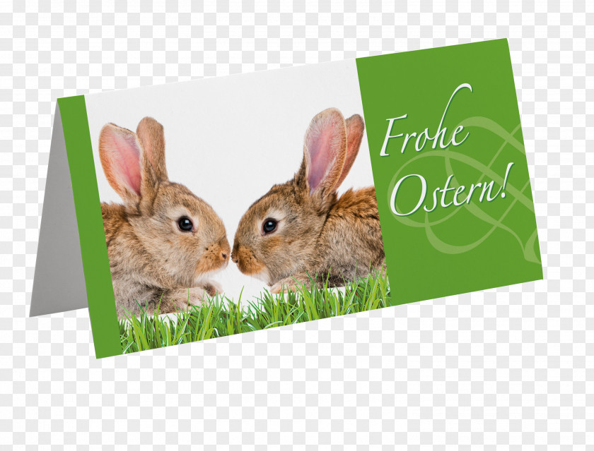 Frohe Ostern Domestic Rabbit Hare Fauna PNG