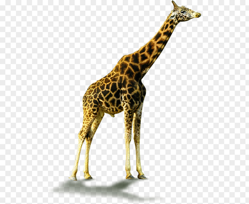 Giraffe Northern Deer Clip Art Image PNG