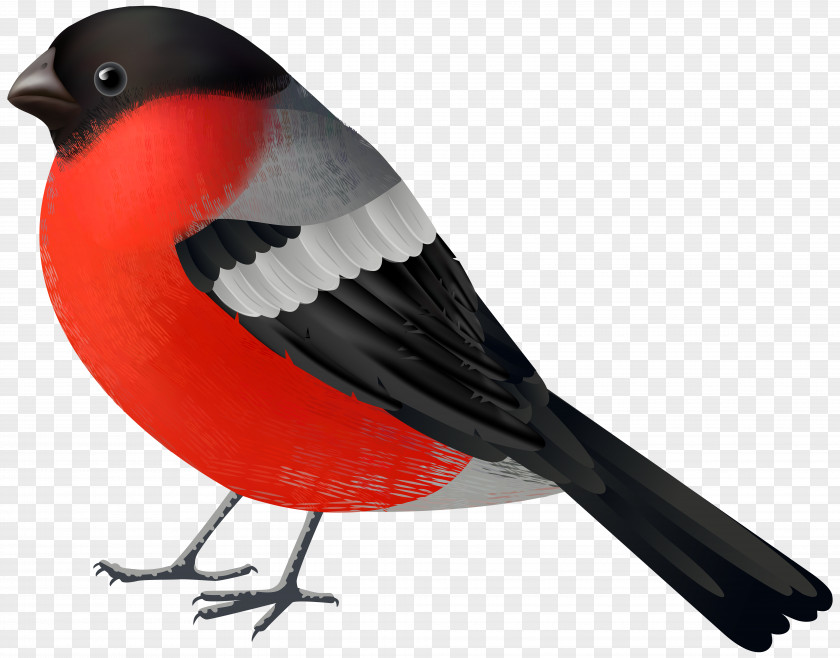Kiwi Bird Northern Cardinal Clip Art PNG
