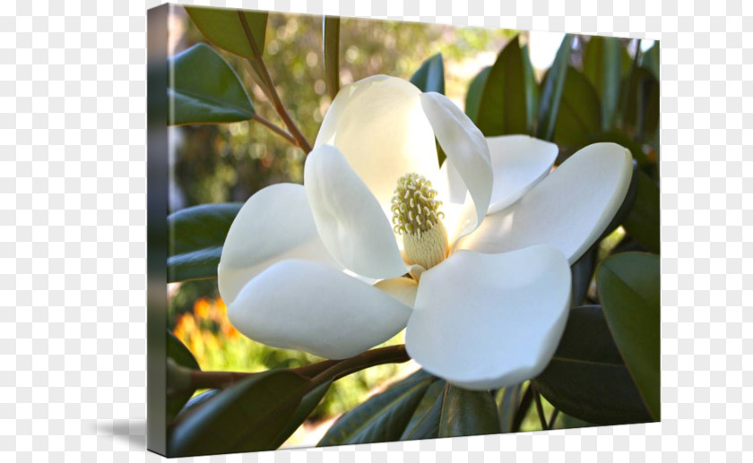 Magnolia Magnoliaceae Southern Flowering Plant Gallery Wrap PNG