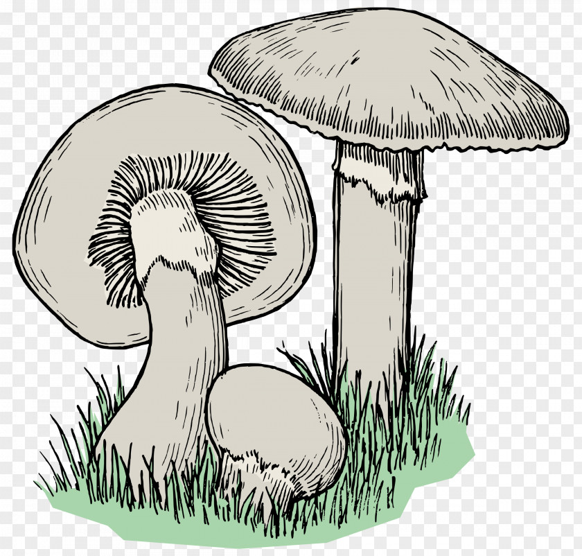 Mushroom Edible Drawing Graphics Image PNG