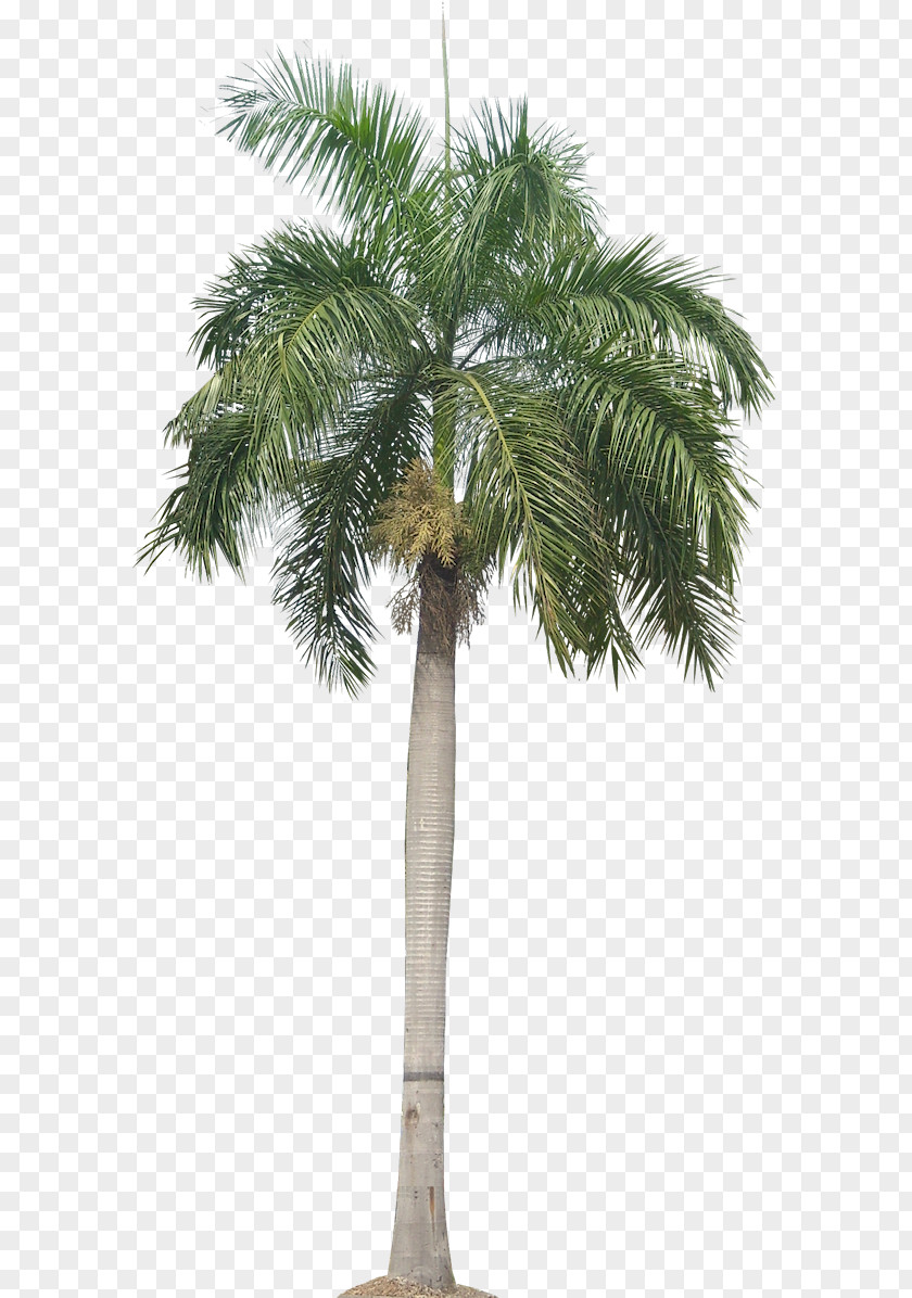 Palm Plant Tropical Pictures Image Panama Roystonea Regia Arecaceae Trachycarpus Fortunei Date PNG