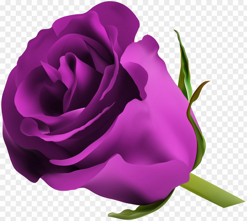 Purple Rose Clip Art Image Blue Flower PNG