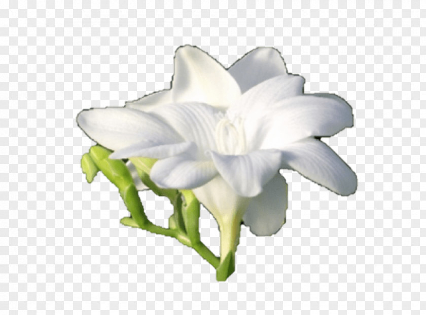 Bulb Freesia Cut Flowers Plant Stem PNG
