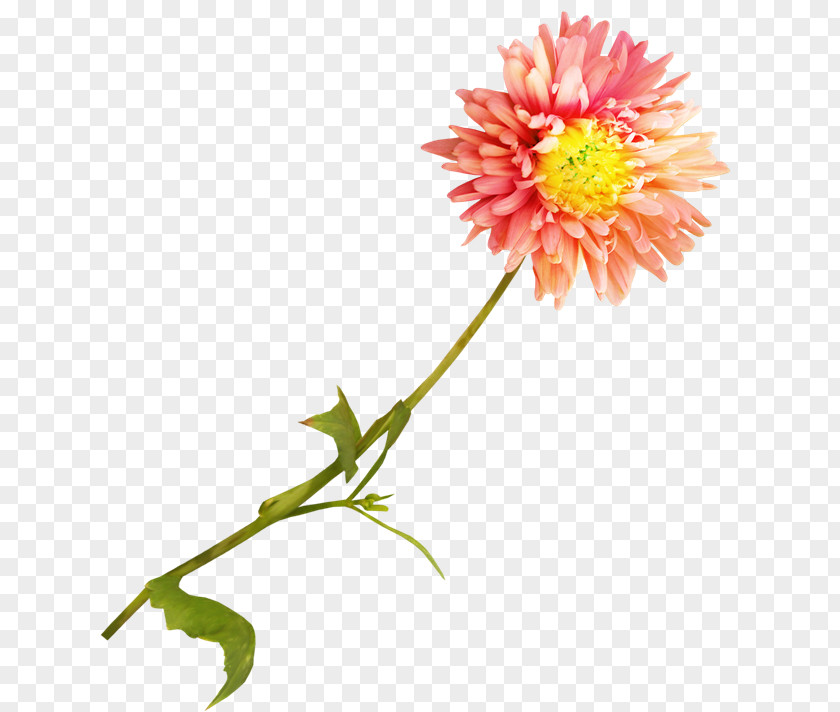 Flower Dahlia Cut Flowers Clip Art PNG