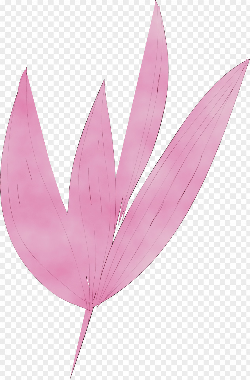 Leaf Pink M Plant Structure Science Biology PNG