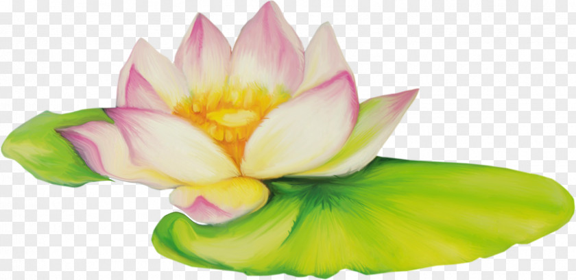 Lotus Flower Nelumbo Nucifera Drawing Clip Art PNG
