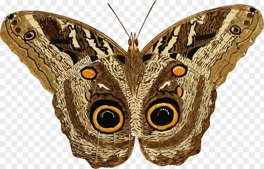 Moth Butterfly Hyalophora Cecropia Clip Art PNG