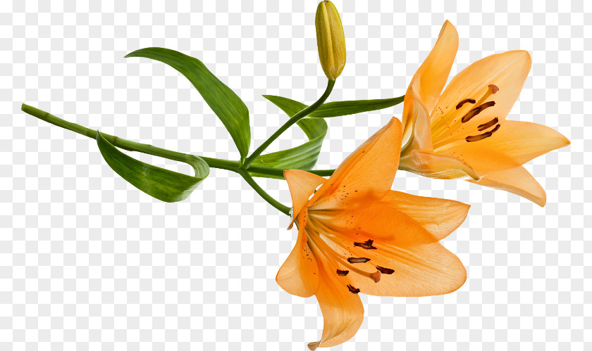 Orange Lily Cut Flowers PNG