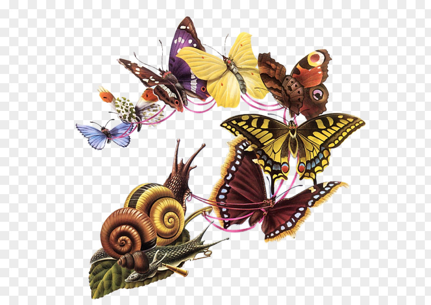 Papillon The Butterfly's Ball, And Grasshopper's Feast Butterfly Ball Costa Book Awards Graphic Designer PNG