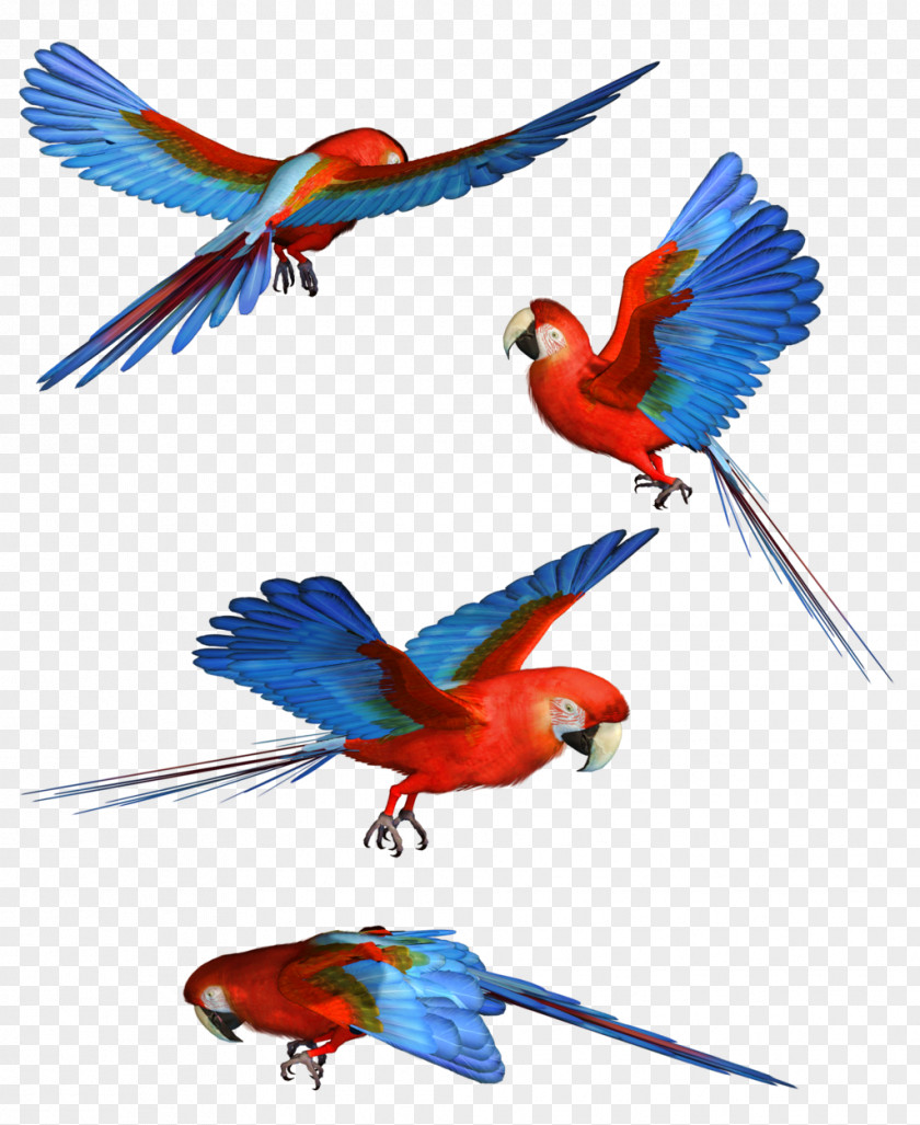 Theme Background Bird Parrot Macaw Clip Art PNG