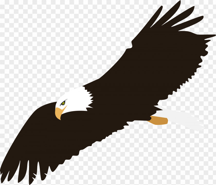 Eagle Cliparts Background Bald Clip Art PNG