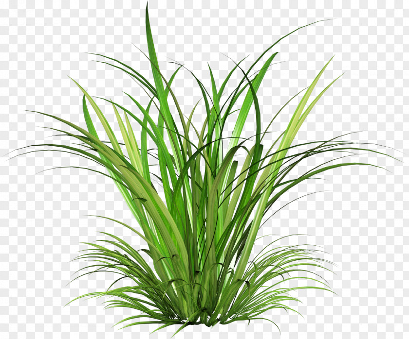 Fairy Tale Grass Cymbopogon Martinii Green PNG