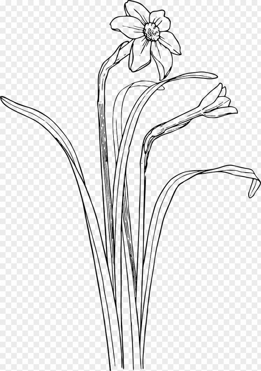 Flower Shrub Plant Stem Drawing Clip Art PNG