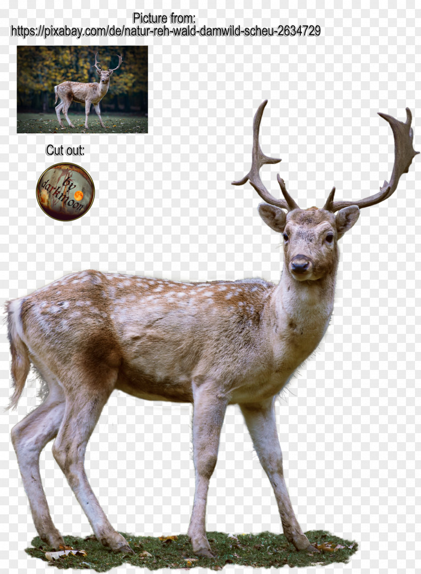 Reindeer Roe Deer Antler PNG