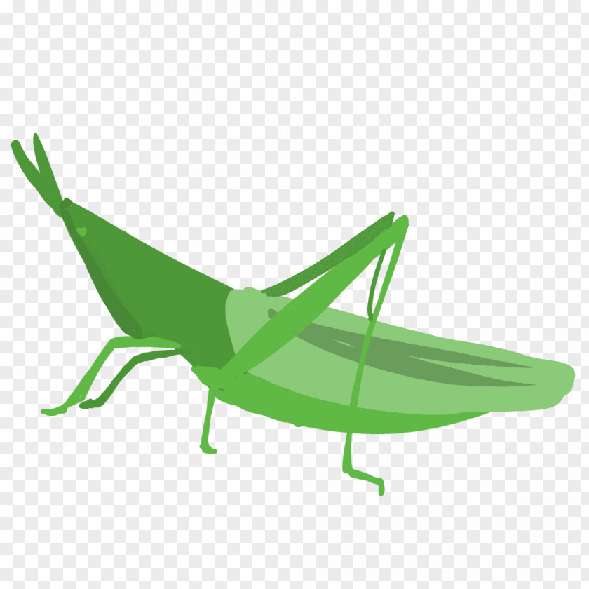 Grasshopper Chinese Caelifera Locust PNG