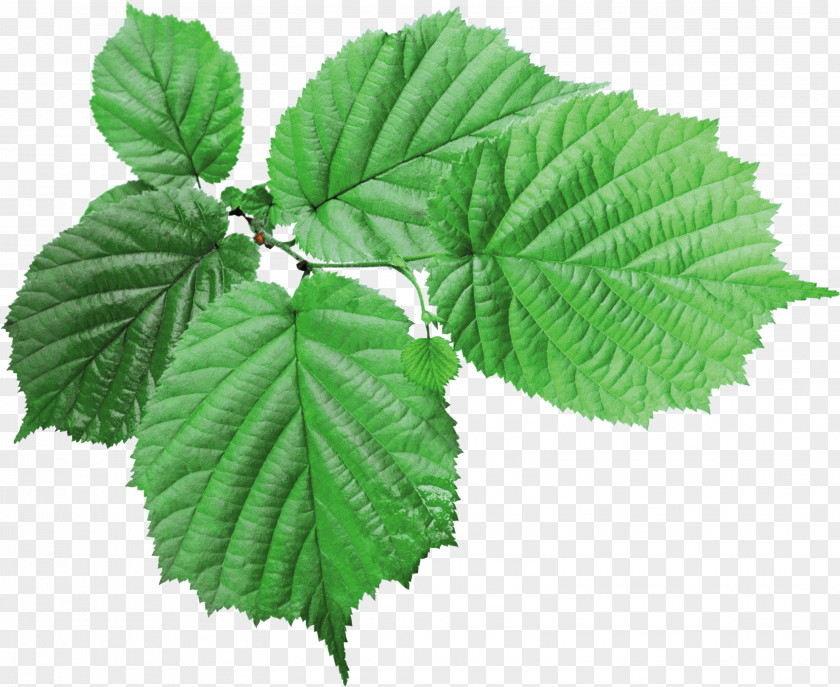 Green Leaf Icon PNG