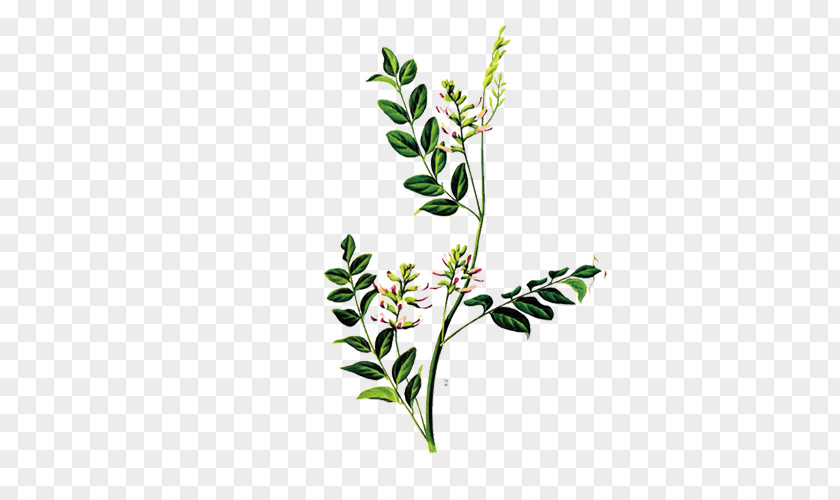 Herbs Glycyrrhiza Uralensis Liquorice Glycyrrhizin Herb Traditional Chinese Medicine PNG