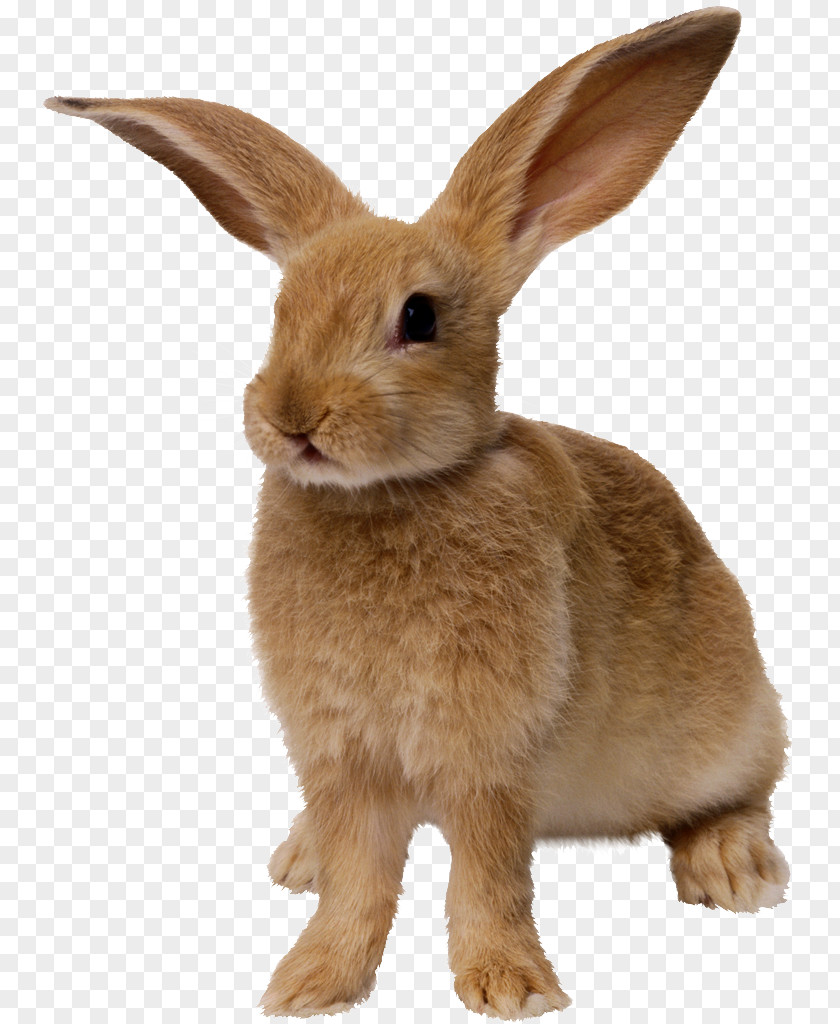 Mud European Rabbit Cottontail Clip Art PNG