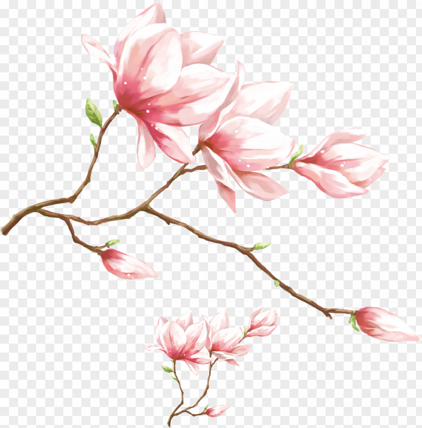 Watercolor Pink Magnolia Flower 1080p High-definition Video Display Resolution Wallpaper PNG