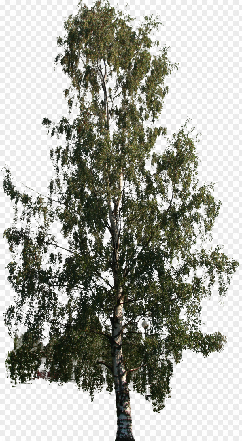 Big Tree Woody Plant Shrub Nallikari PNG