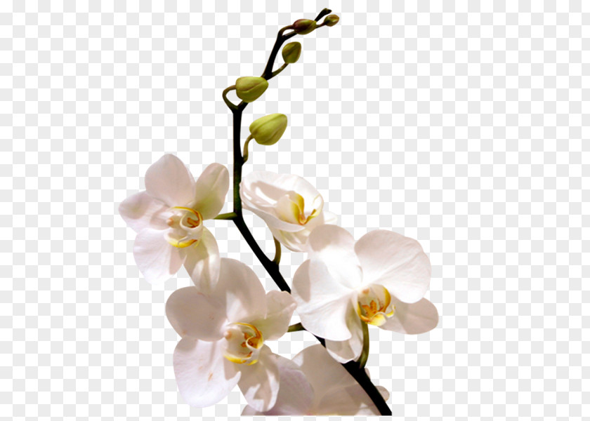 Flower Orchids Desktop Wallpaper PNG