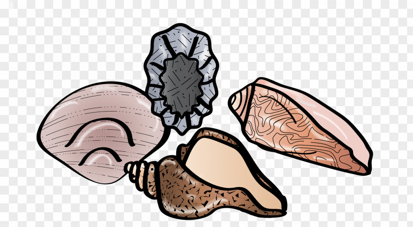 Seashells Organism Human Body Food Clip Art PNG