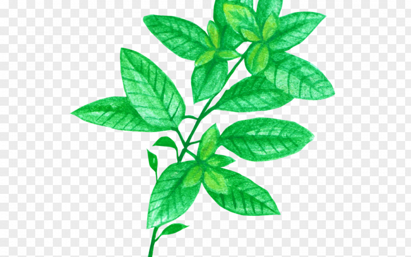 Small Chrysanthemum Herb Vegetable Basil Tea Star Anise PNG
