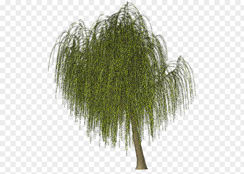 Tree Image Green Weeping Willow PNG
