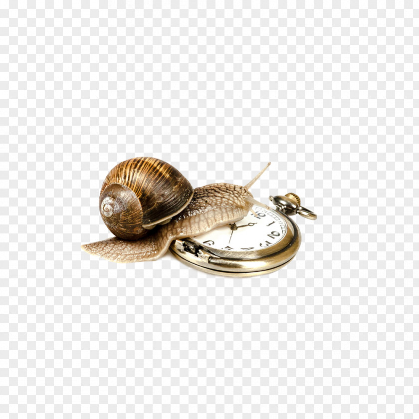 Watch Clips Escargot Stock Photography Royalty-free PNG