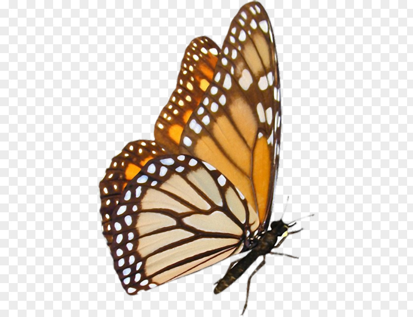 Butterfly Monarch Pieridae Desktop Wallpaper PNG