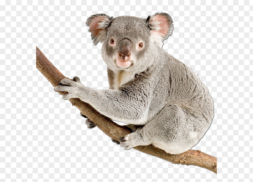 Koala Bear Stock Photography Australia Royalty-free PNG