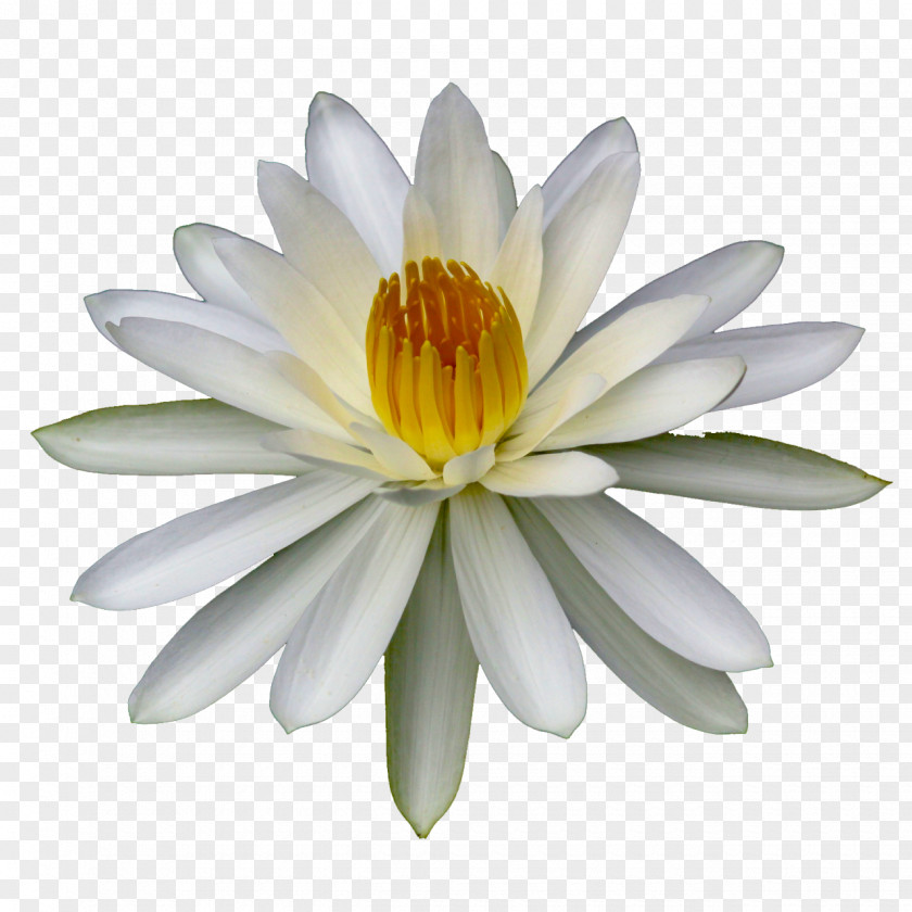 Lily Flower Lilium Water Lilies Body Of Plant PNG