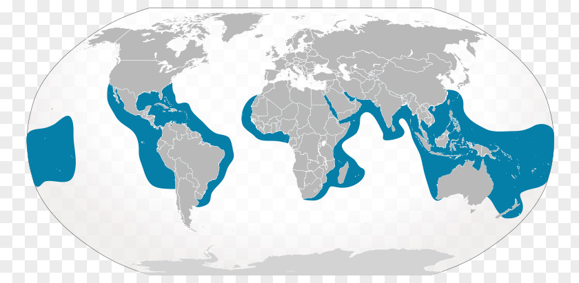 Location Information Sand Tiger Shark Cartilaginous Fishes PNG