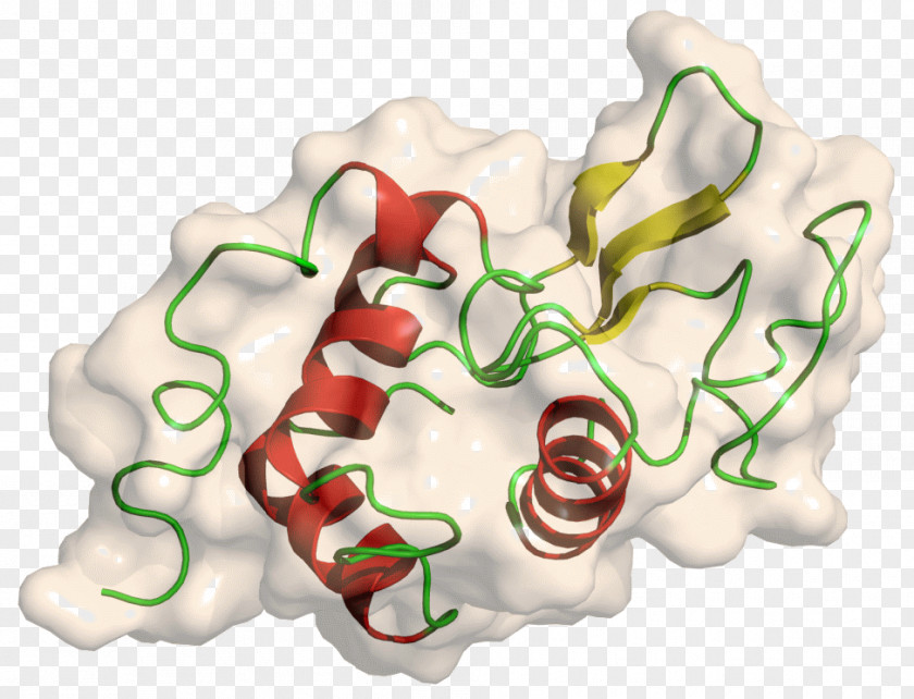 Lysozyme Protein Structure Tertiary PNG