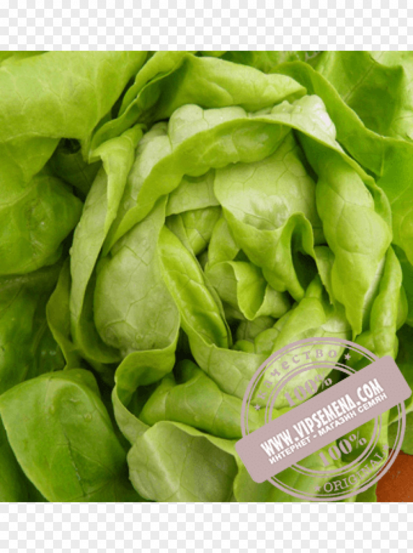 Vegetable Salad Greens Tarragon Butterhead Lettuce PNG
