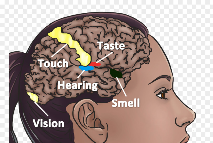 Brain Neural Basis Of Synesthesia Neuroimaging American Association PNG