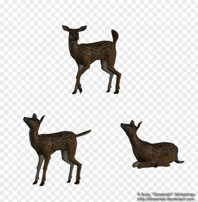 Fawn White-tailed Deer Silhouette PNG