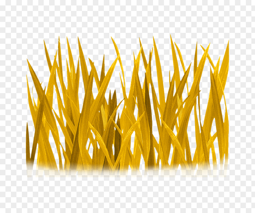 Grass Pictures Wallpaper PNG