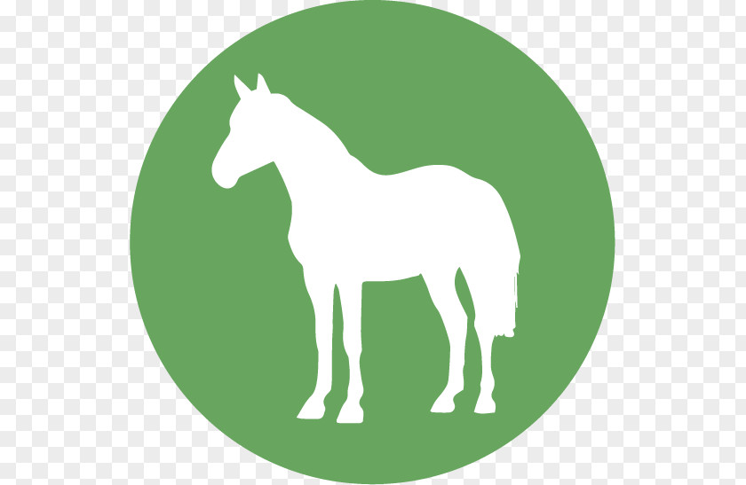 Mustang Foal Stallion Horse Blanket Colt PNG