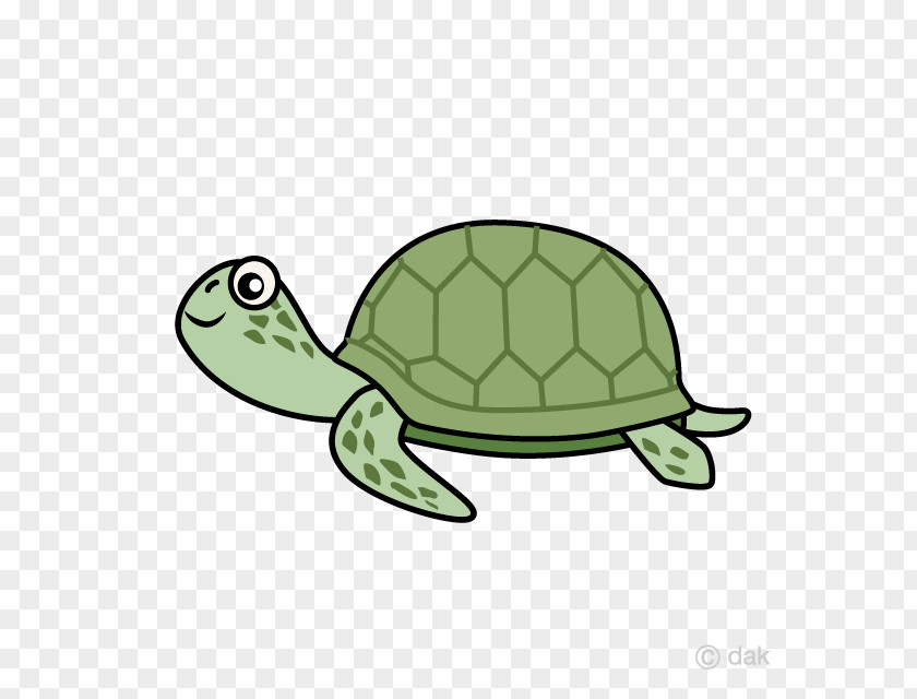 Turtle Sea Reptile Tortoise Illustration PNG