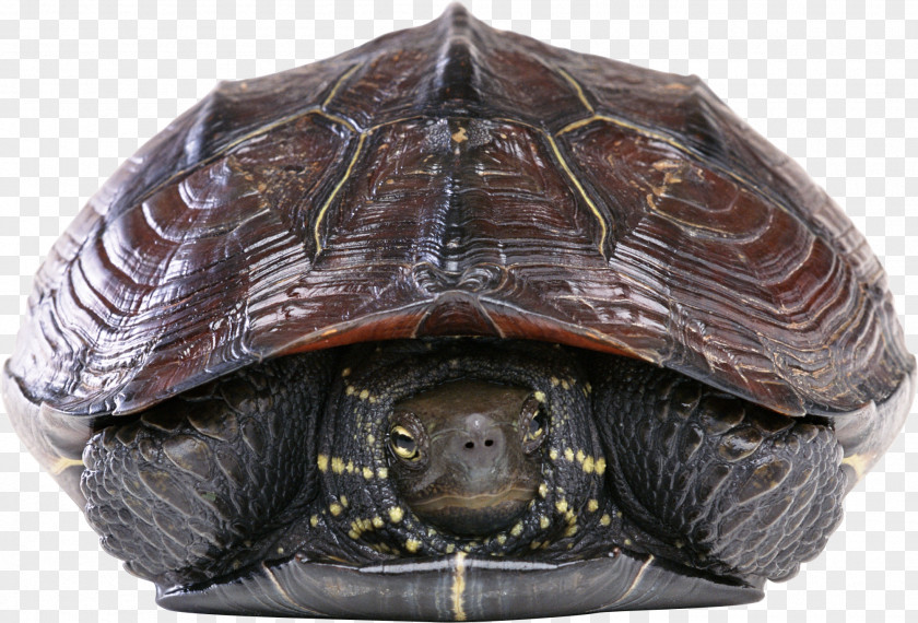 Turtle Shell Reptile Green Sea PNG