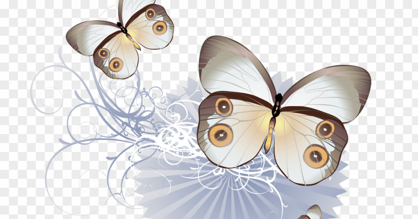 Butterfly Insect Drawing PNG