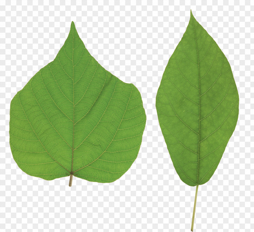 Green Leaf Clip Art PNG