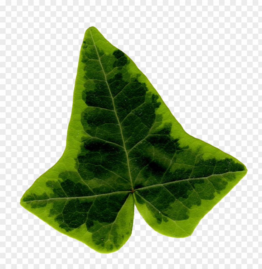 Ivy Common Leaf Araliaceae PNG