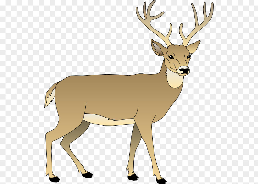 Bay Cliparts Animated White-tailed Deer Clip Art PNG