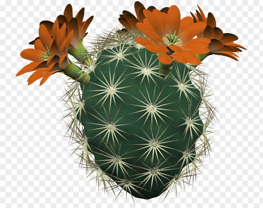 Cactus Prickly Pear Flower Clip Art PNG