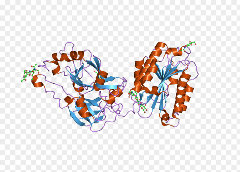 Complement Component 2 System Classical Pathway Protein Wikipedia PNG