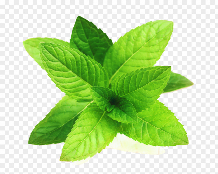 Perennial Plant Stevia Rebaudiana Mint Leaf PNG