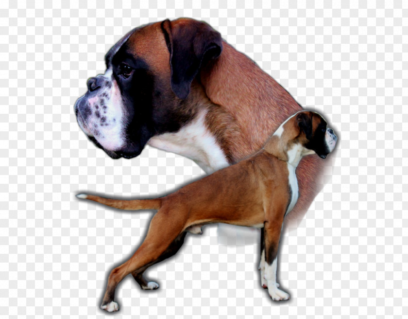 Puppy Boxer Valley Bulldog Dog Breed PNG